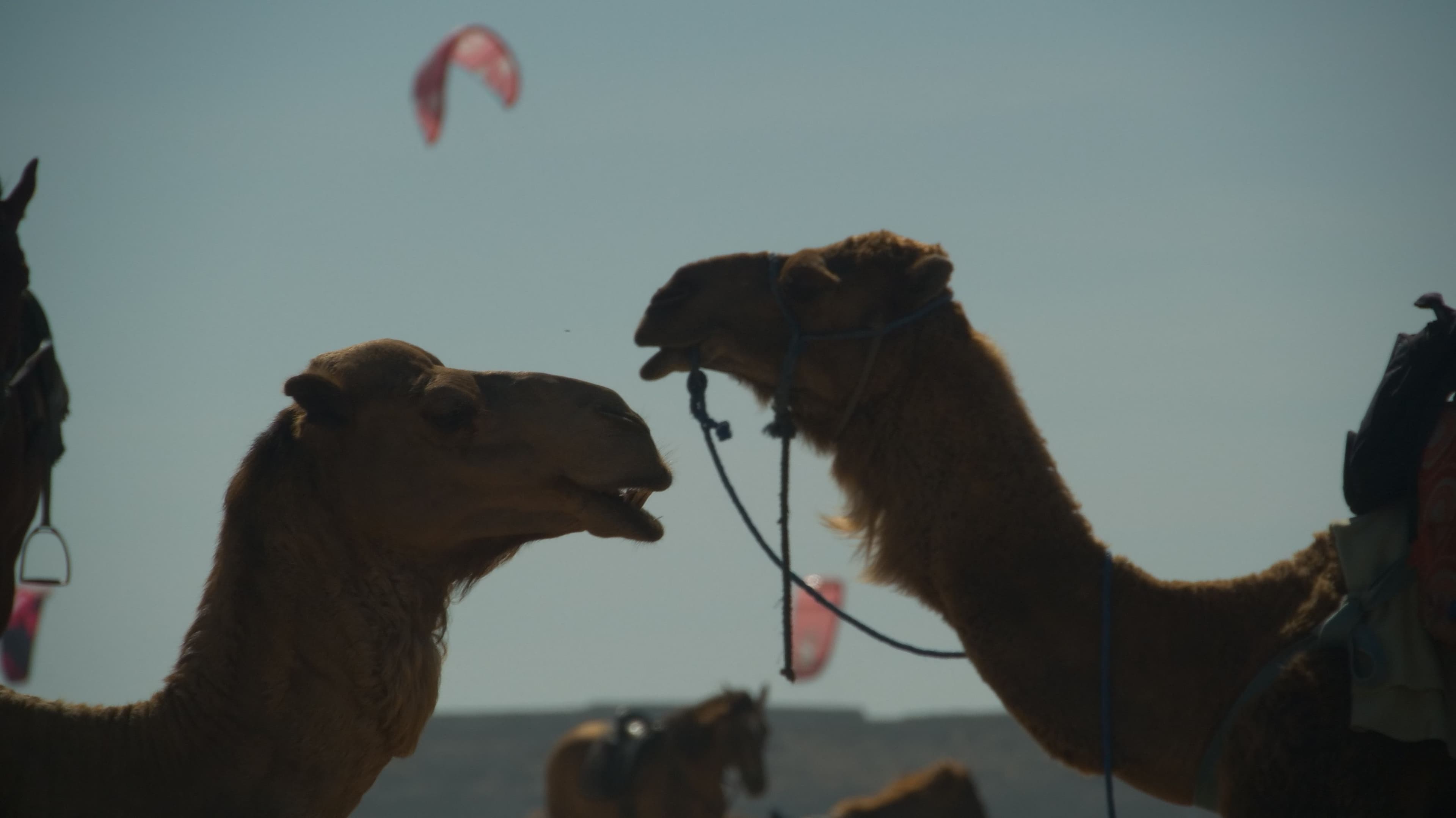 Maroc — image 4