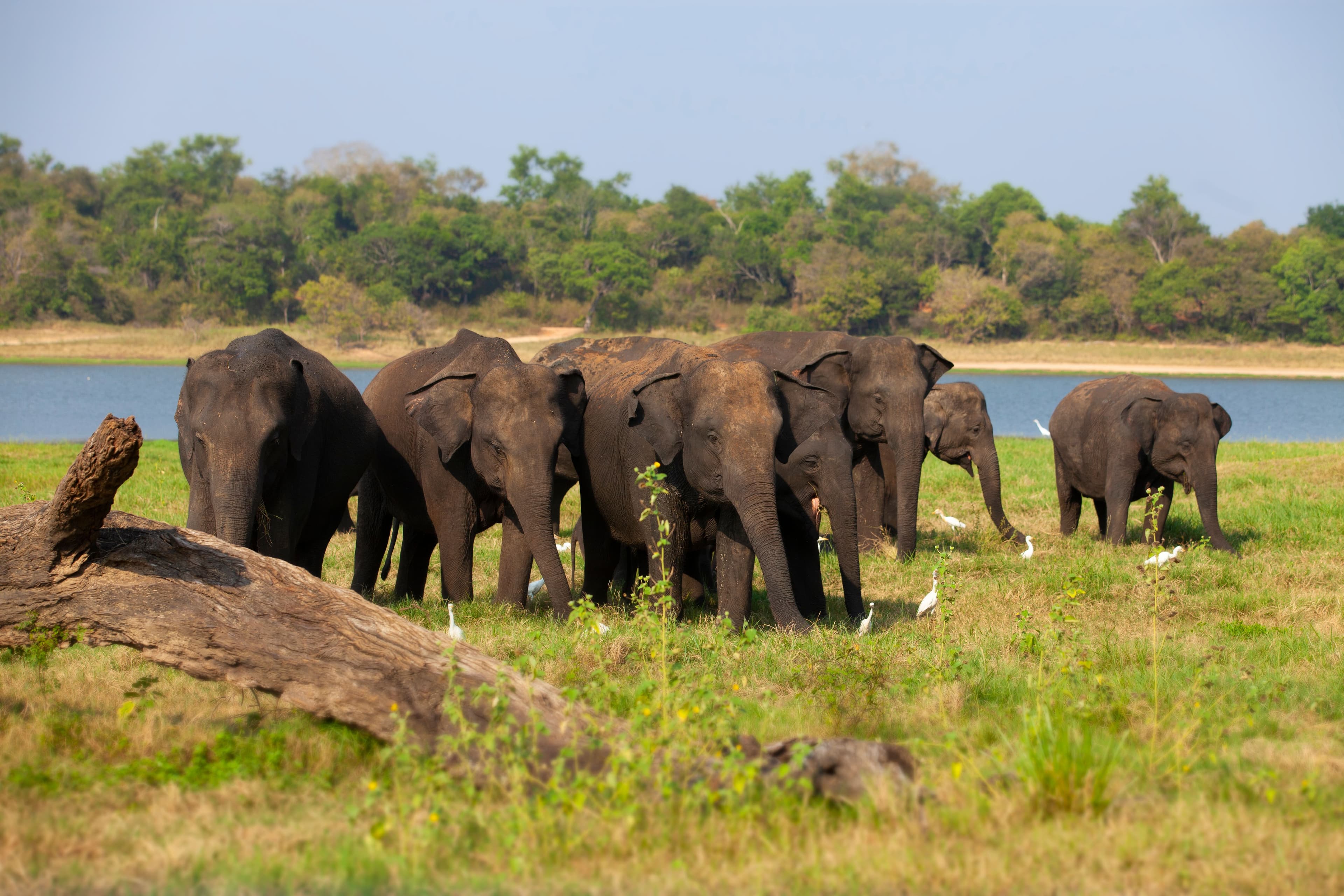 Sri Lanka — image 4