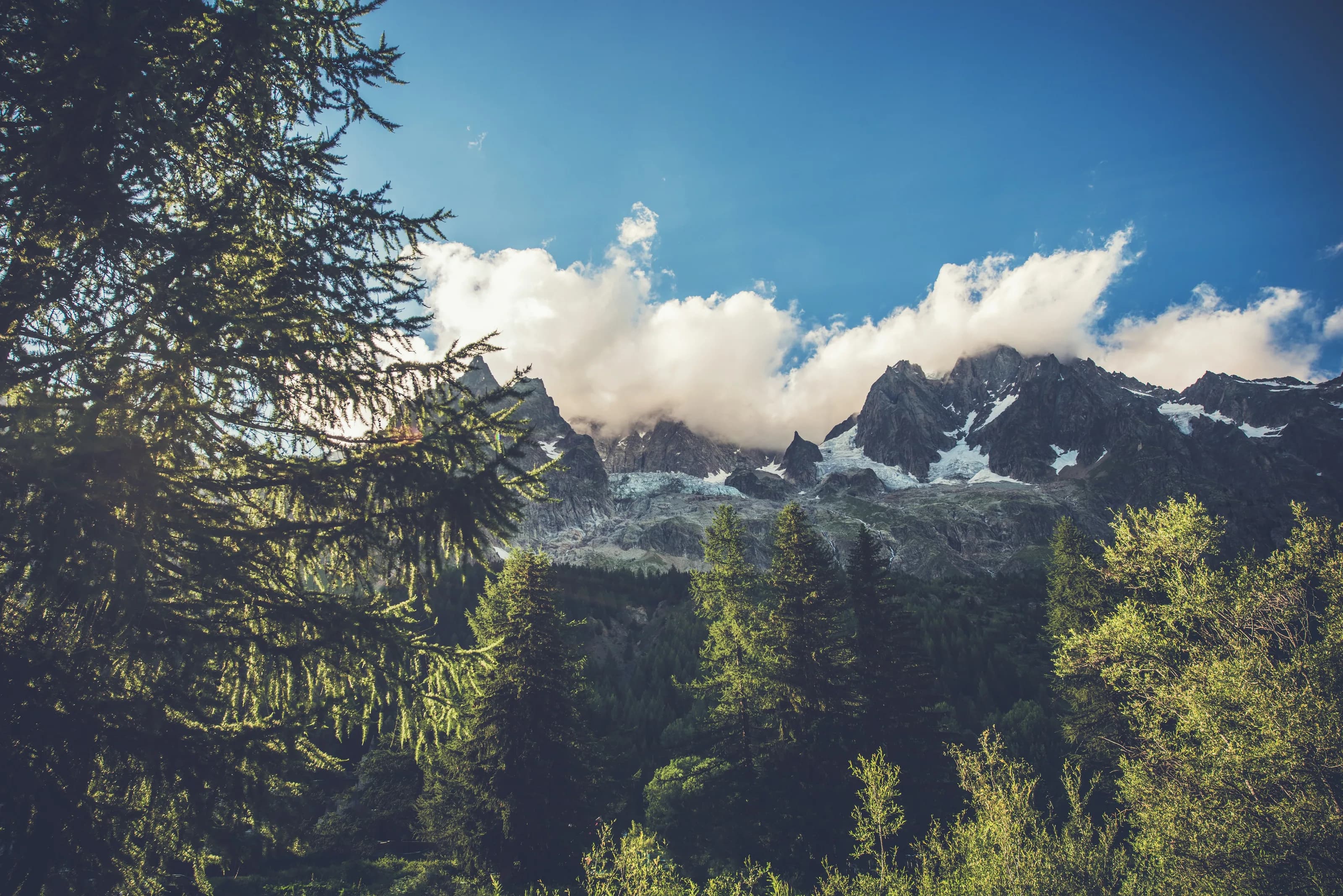 Sommets rocheux et glaciers derrière une forêt de conifères.