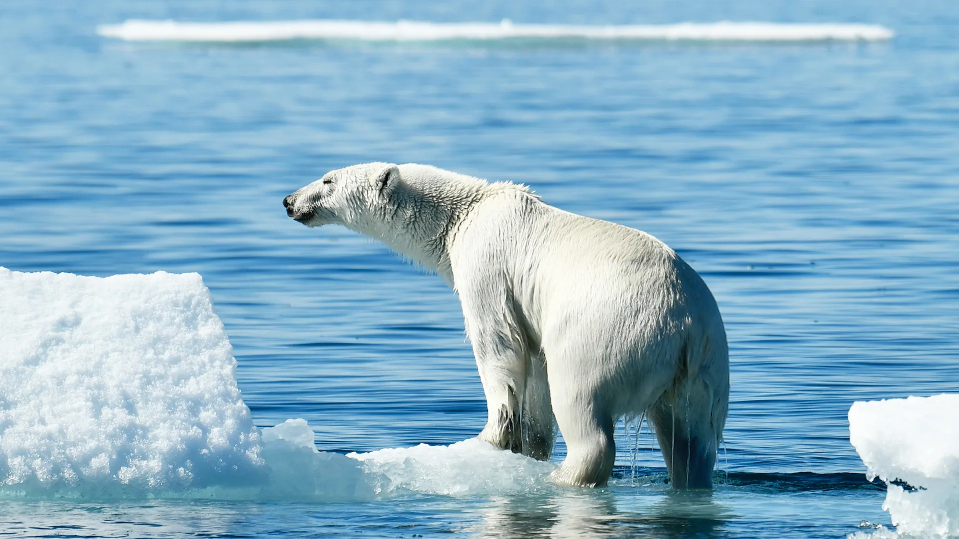 L'Odyssée sous les glaces
