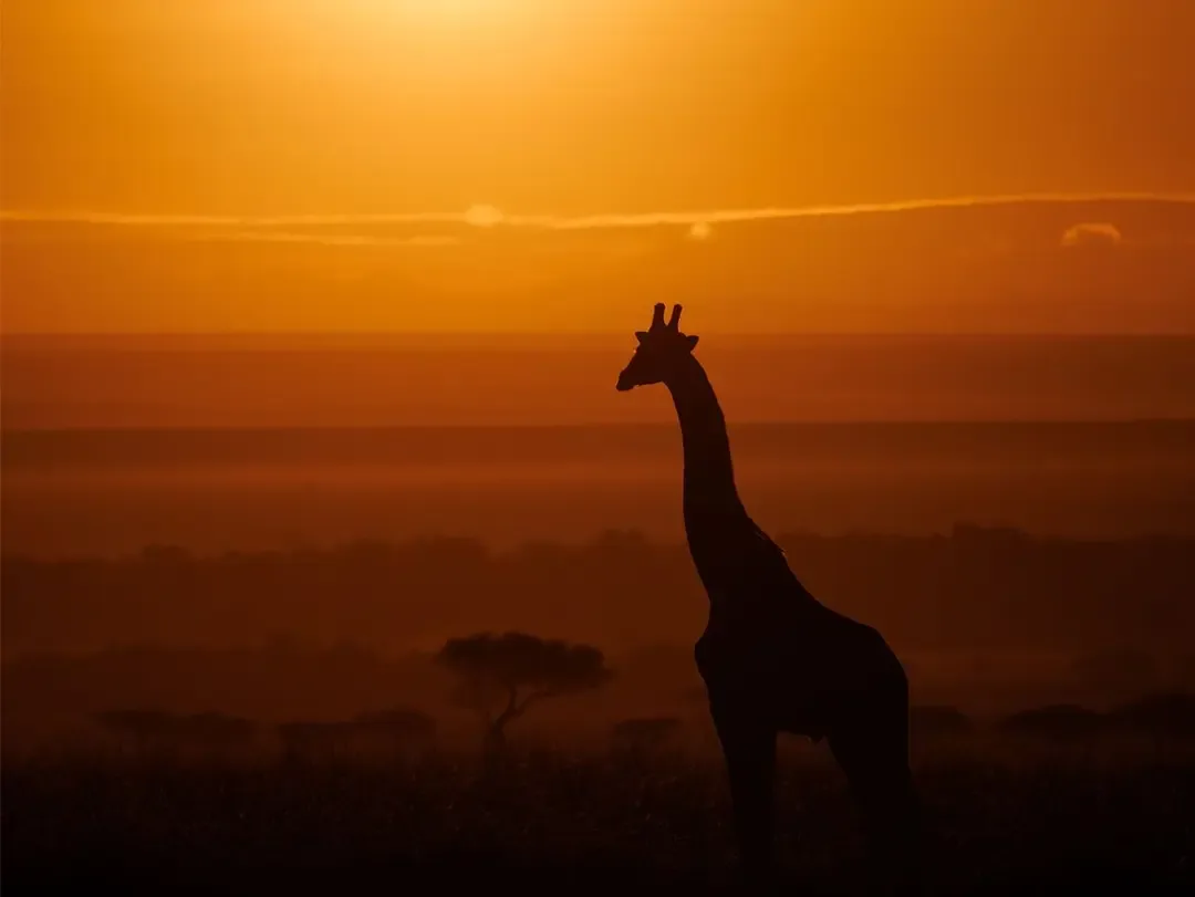 Afrique du Sud — safari, girafe au coucher du soleil
