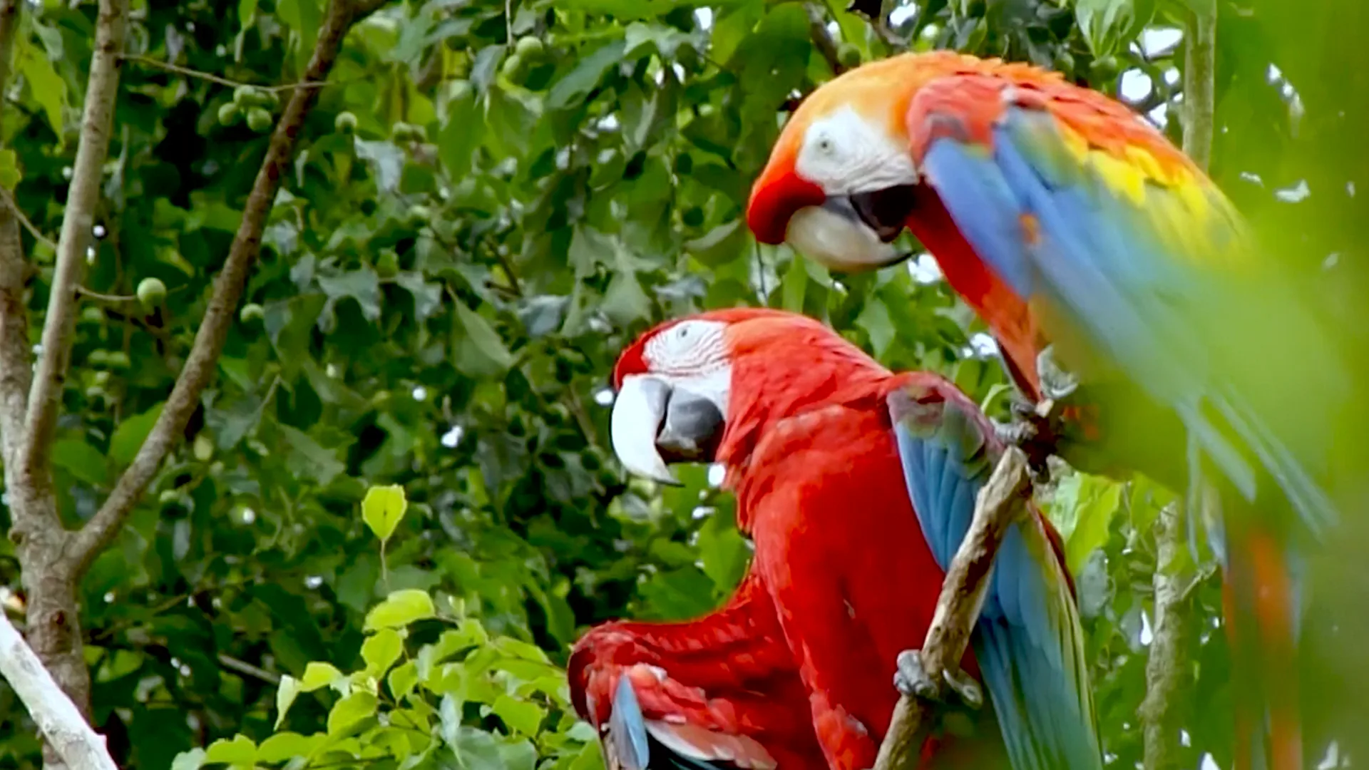 Guyane