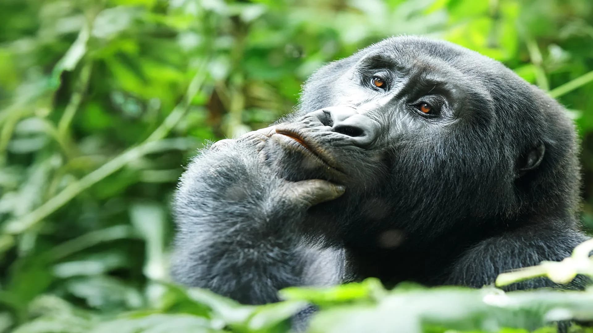 Ouganda